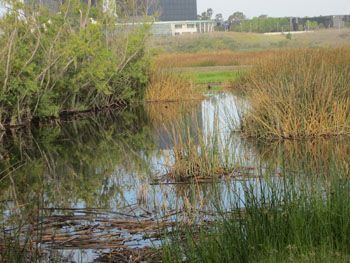 UCI pond