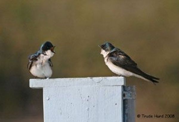 swallows