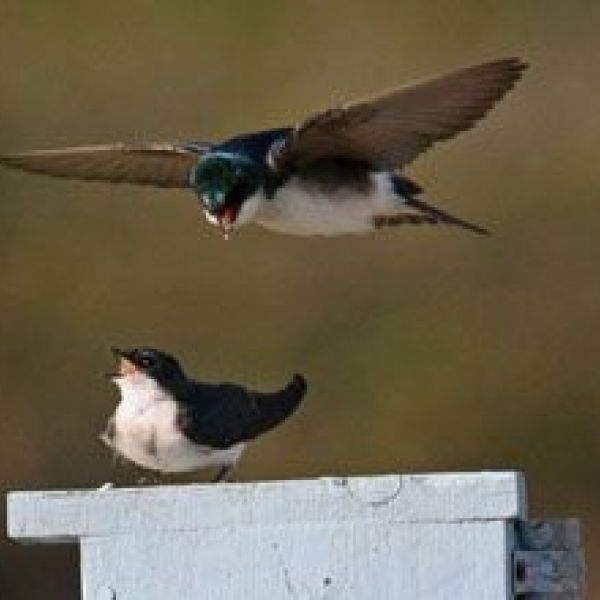 photo by Trude Hurd
