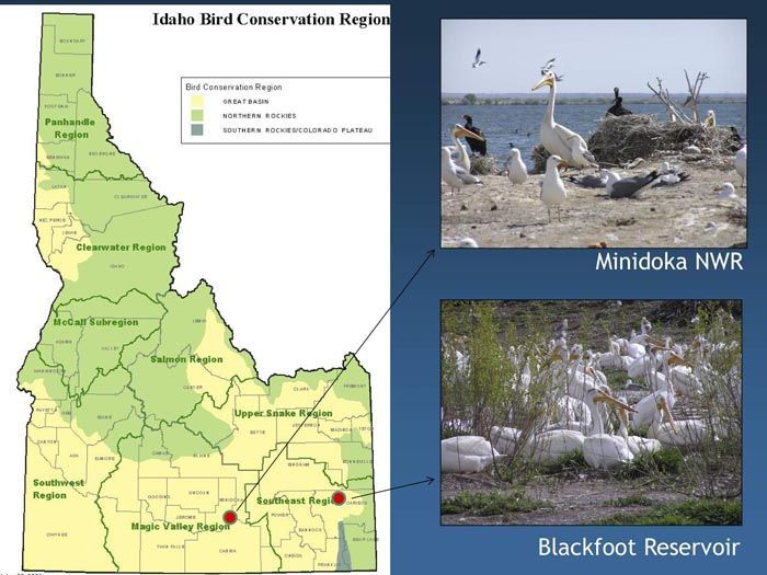 Pelican tagging project