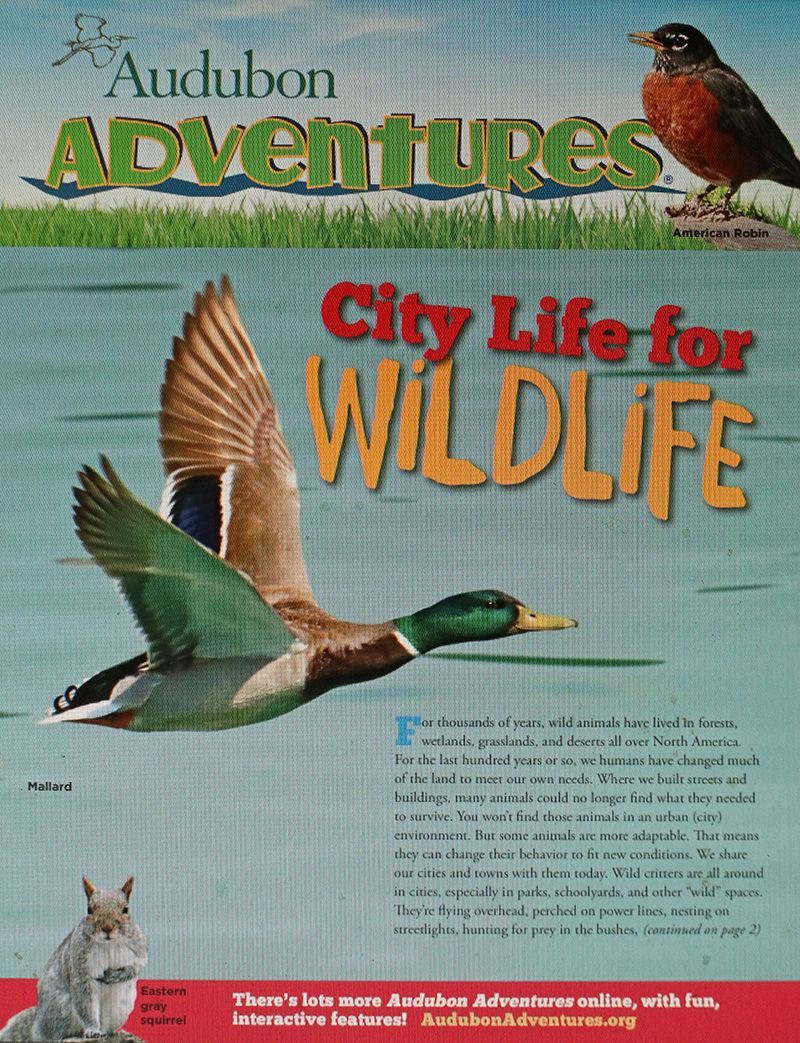 City Life For Wildlife