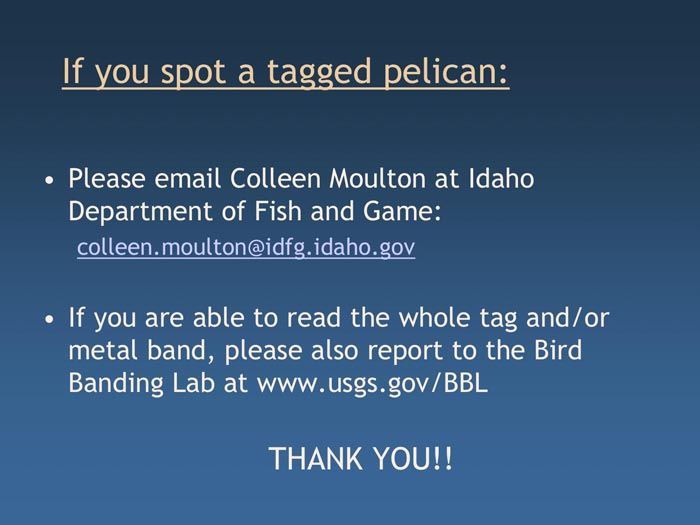 Pelican tagging project