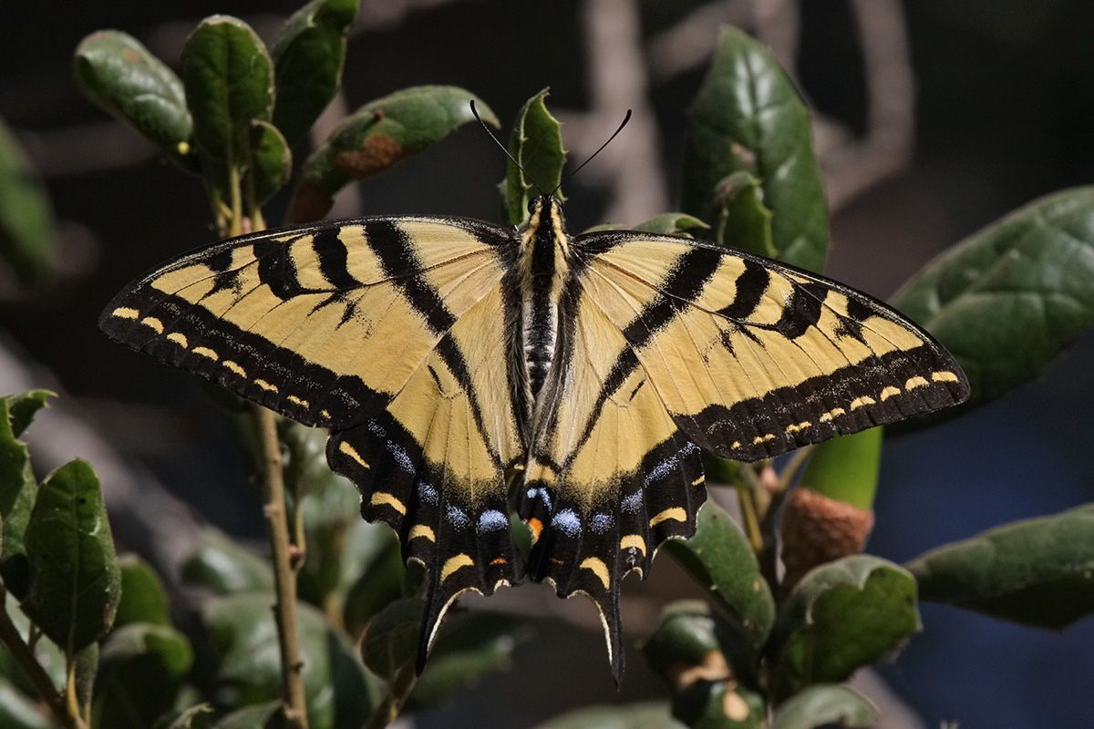  TIGER SWALLOWTAIL I