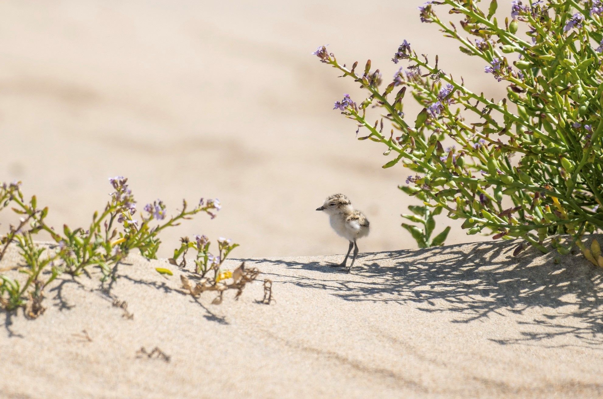 Western Snowy Plover Chick at Huntington State Beach