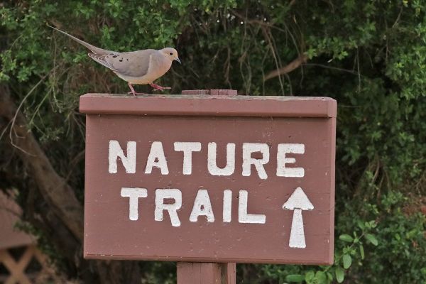 12 NATURE TRAIL SIGN MOURNING DOVE IMG_7275x