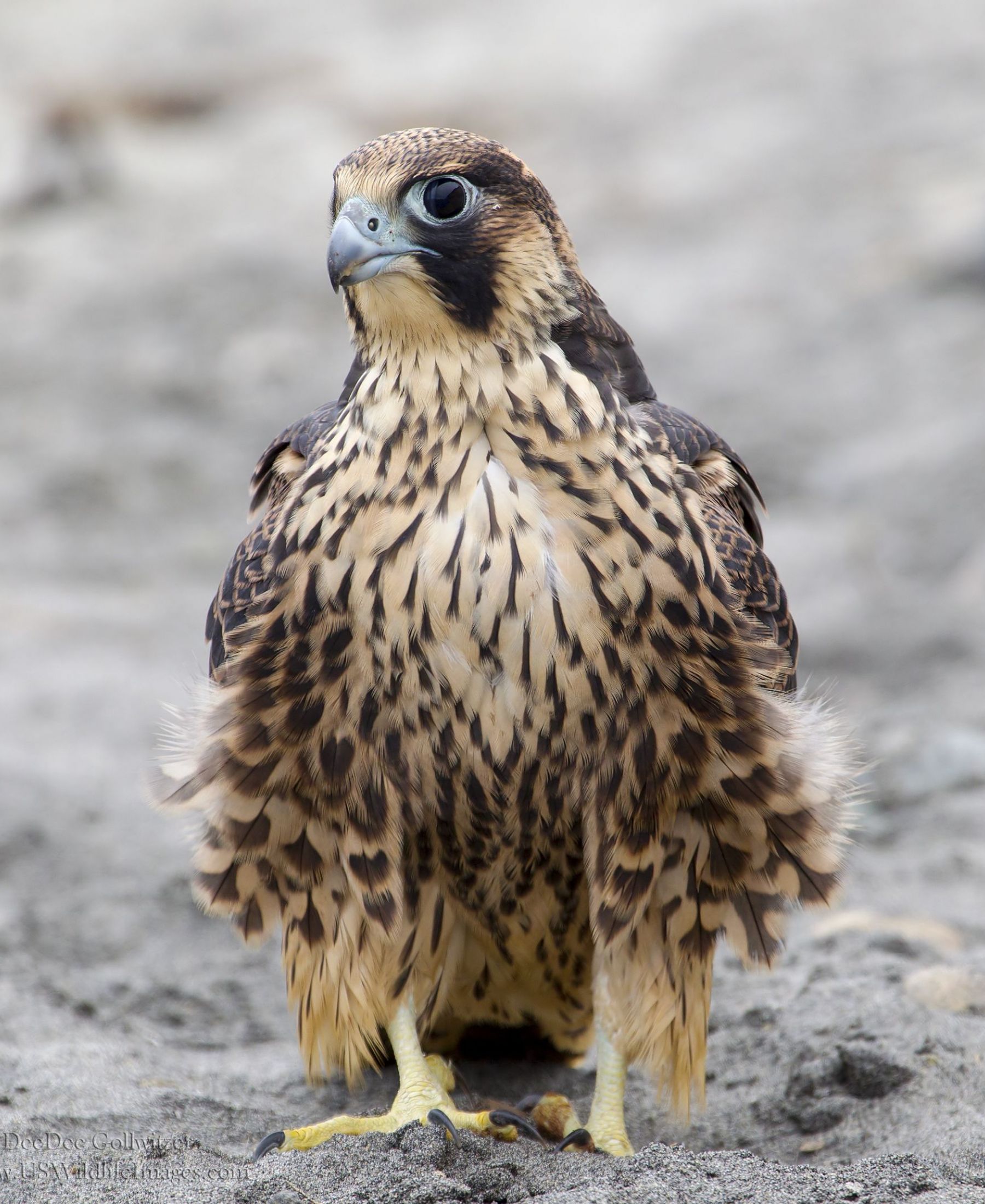 Wild Juvenile Peregrine