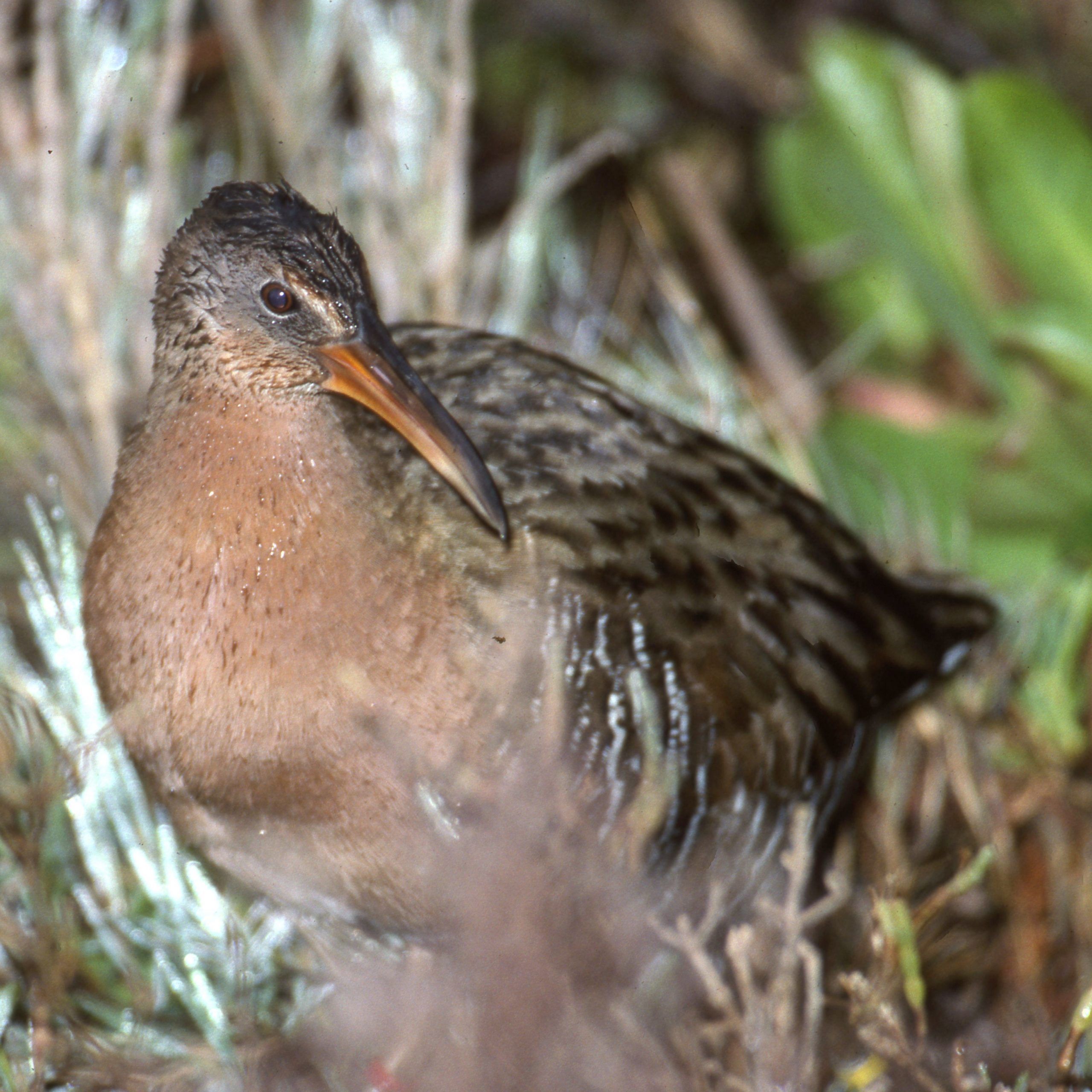 Ridgway's Rail