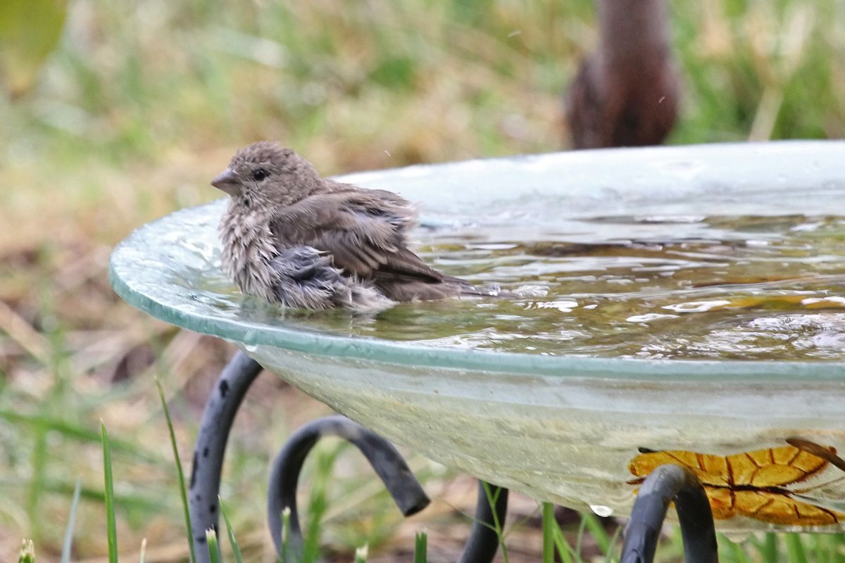 house finch in bath
