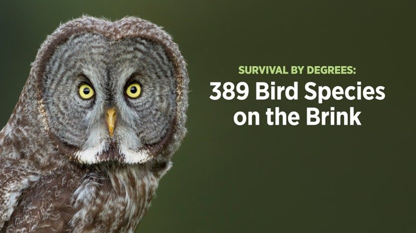 389 bird species on the brink