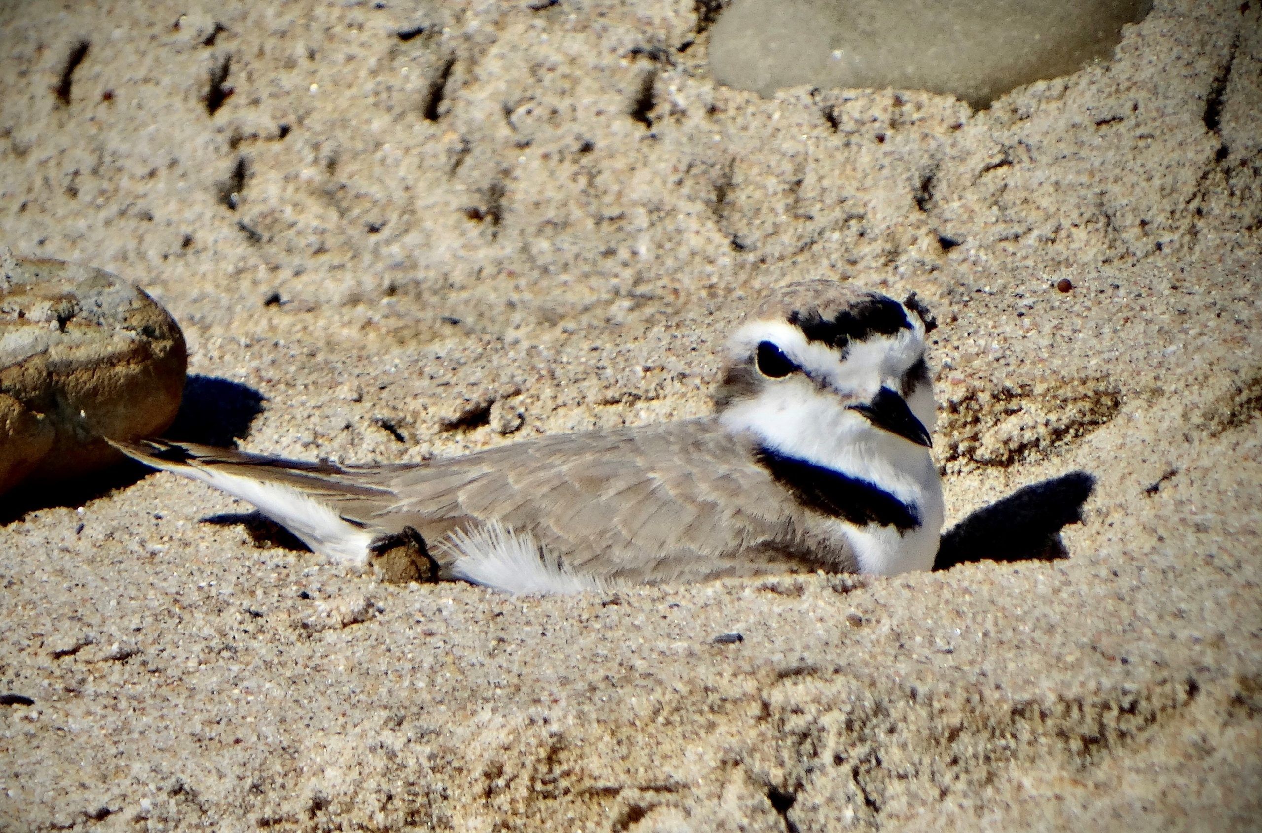 Western Snowy Plover Hiding in a Depression