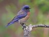 Join a Birding Skills Workshop