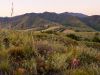 Conserve Habitat & Birds