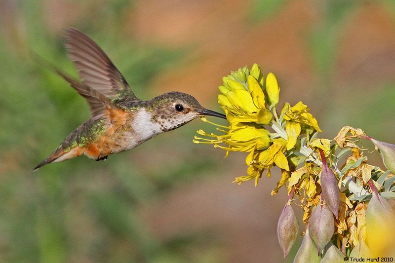 Allen's Hummingbird