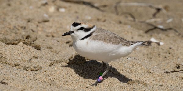 Banded Western SSnowy Plover courtesy of Andrea Carpio