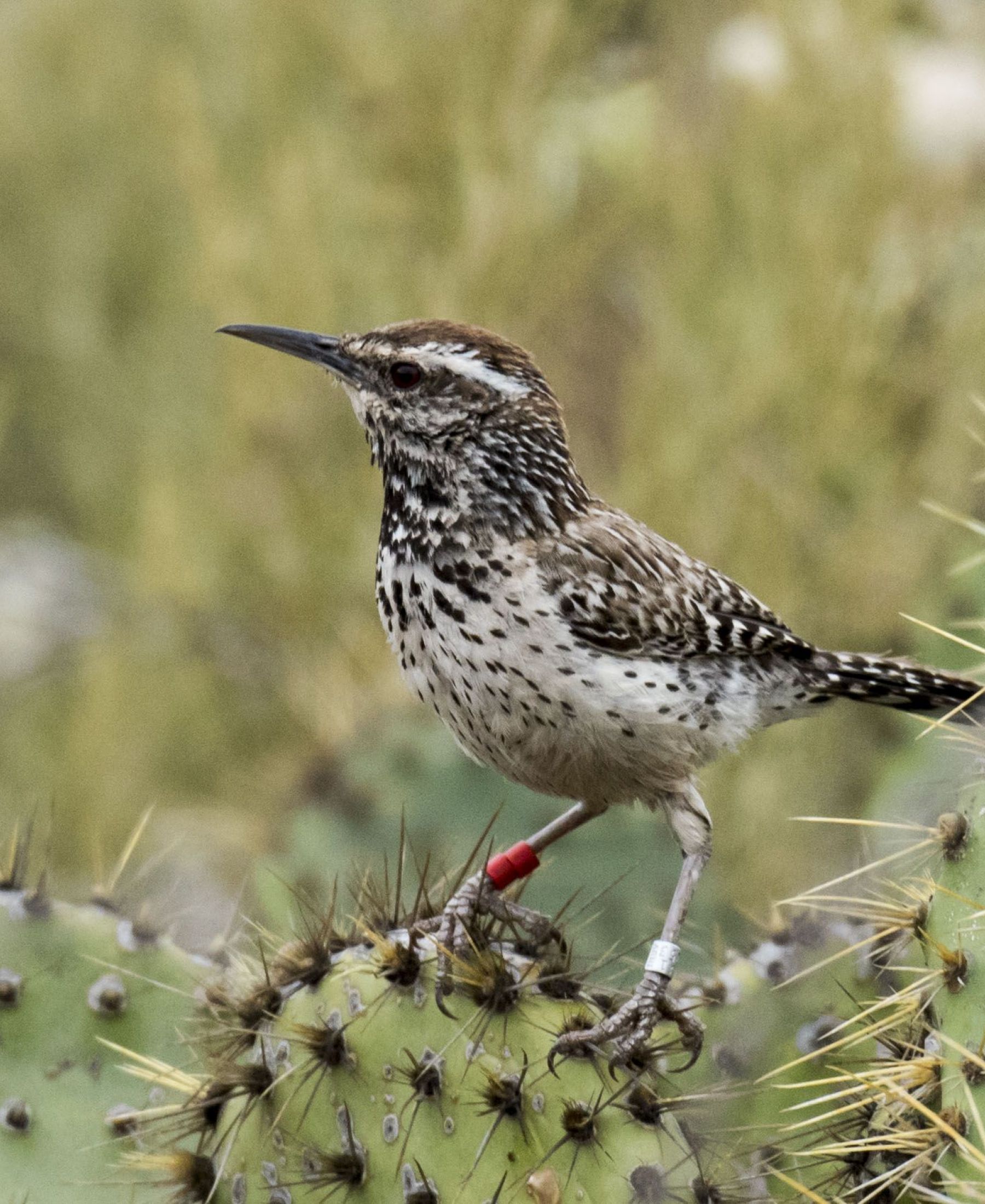 Coastal Cactus Wren