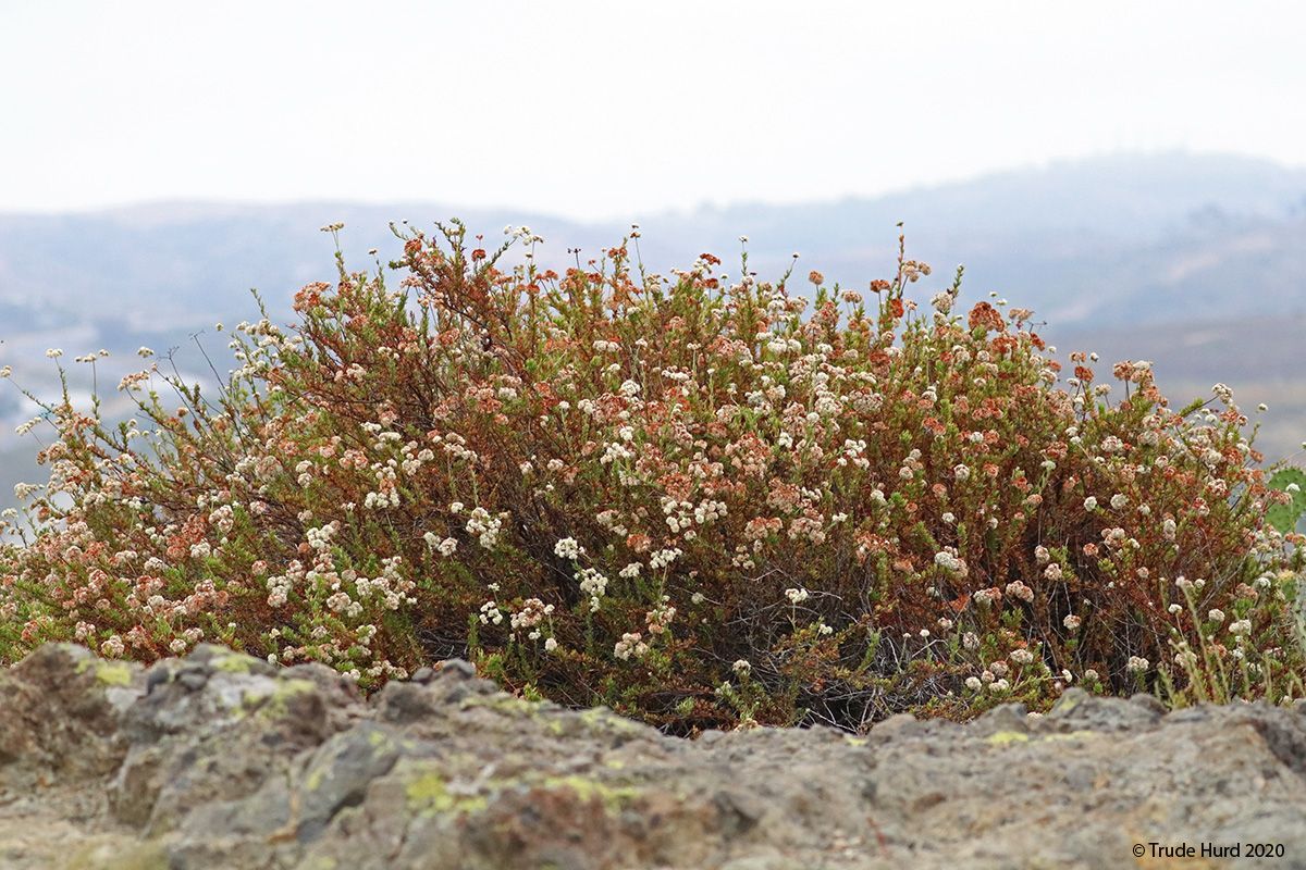 CALIFORNIA BUCKWHEAT 