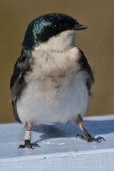 Swallow