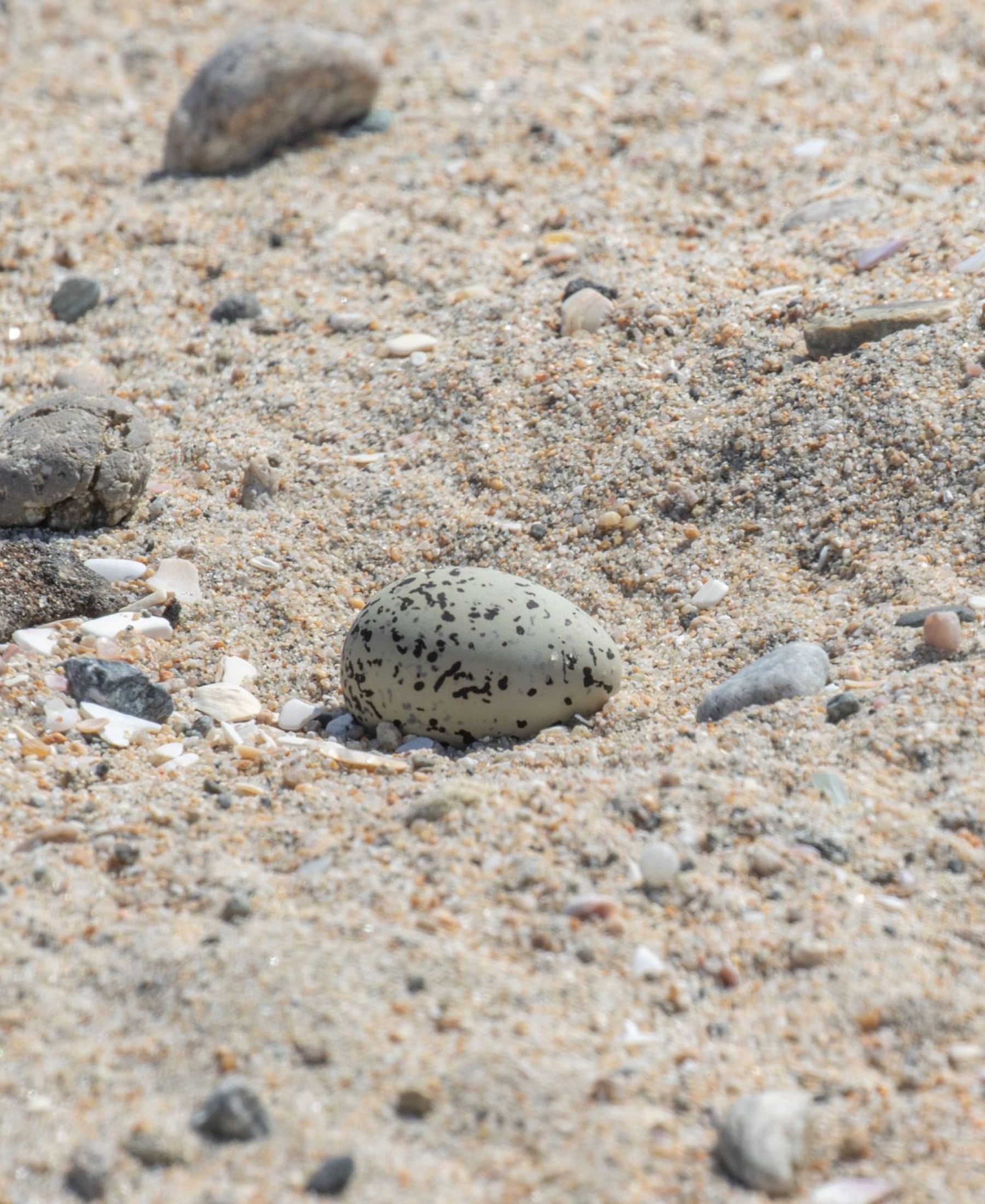 Western Snowy Plover Egg