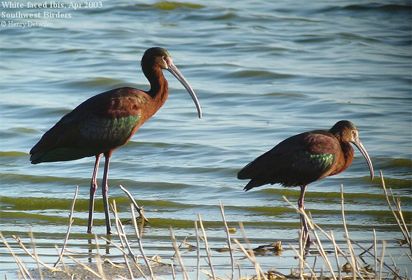 Ibis