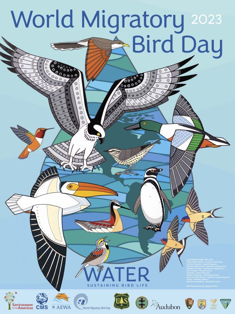 bird poster