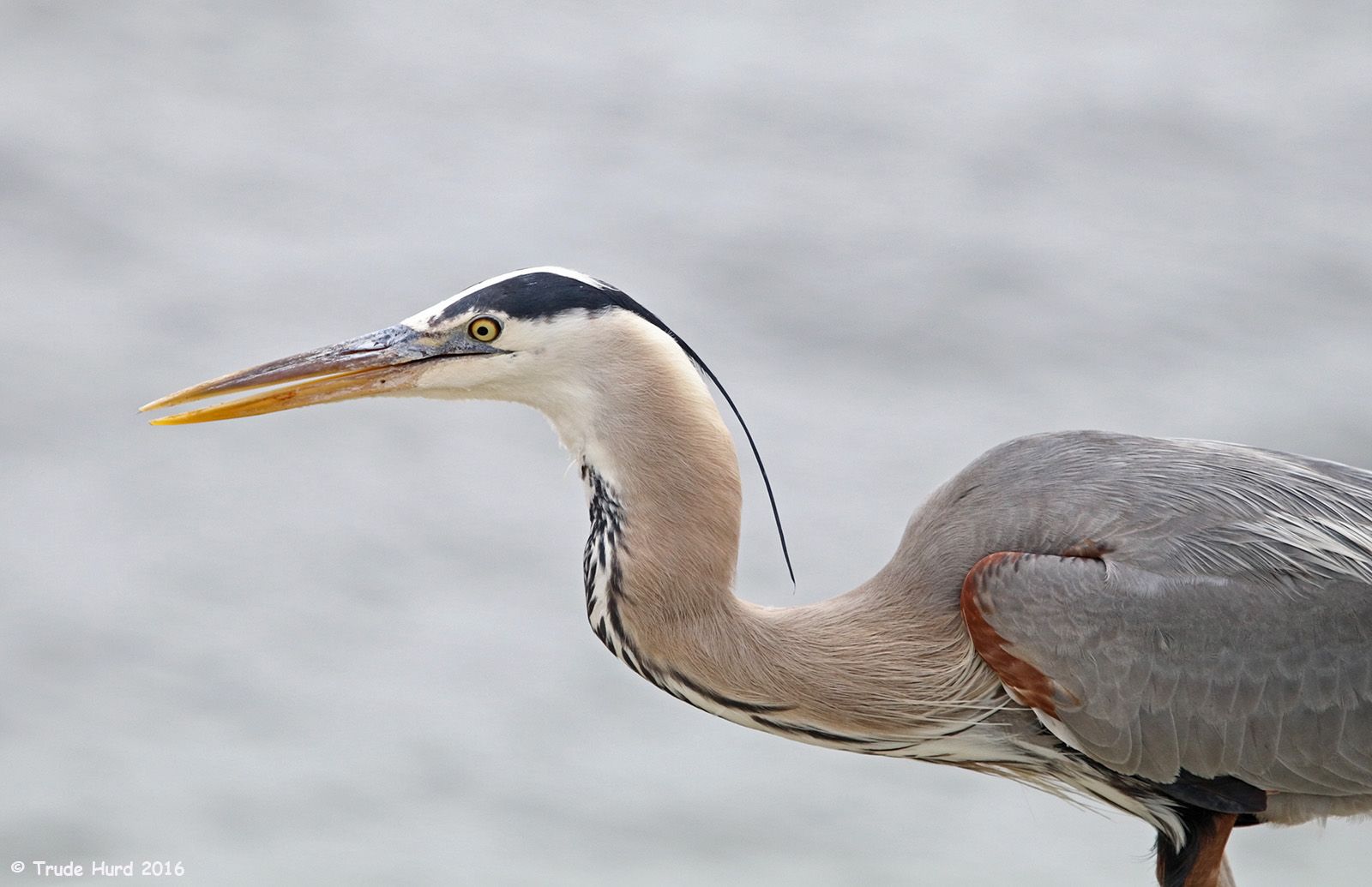 GREAT BLUE HERON