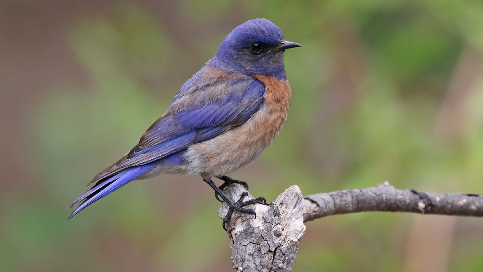 Join a Birding Skills Workshop