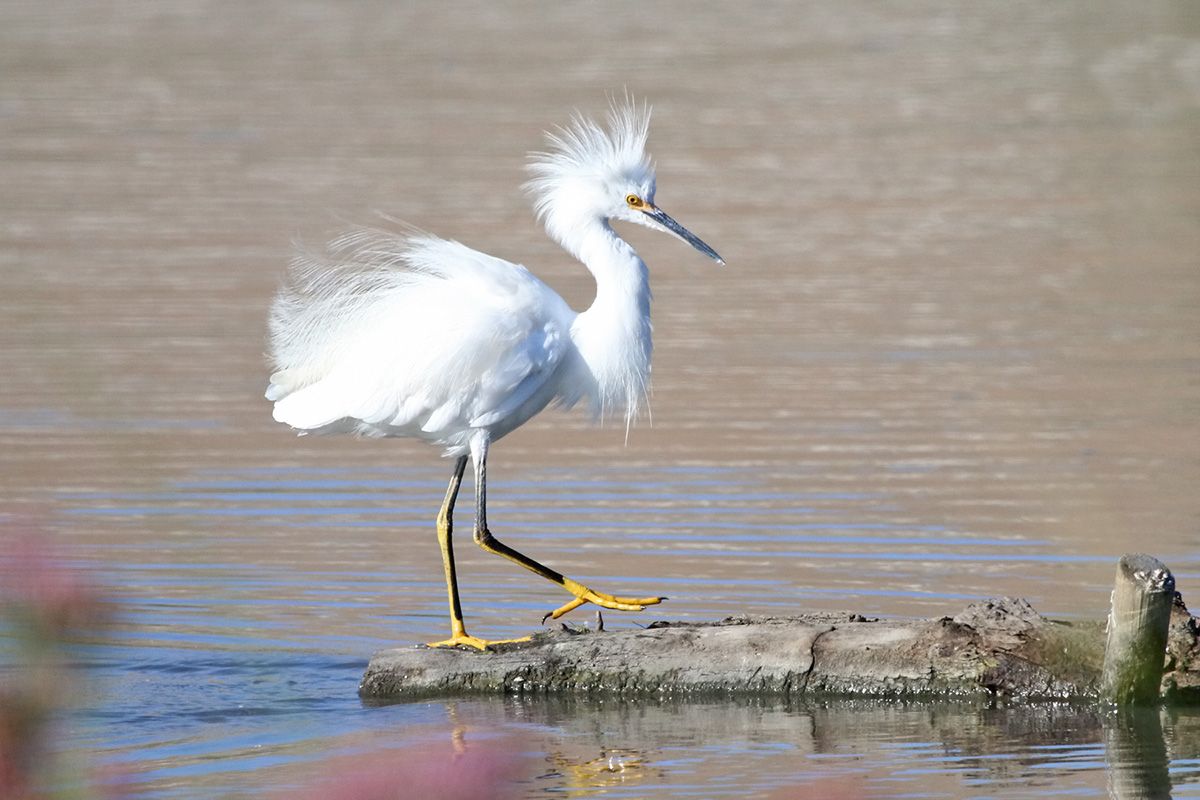 SNOWY EGRET