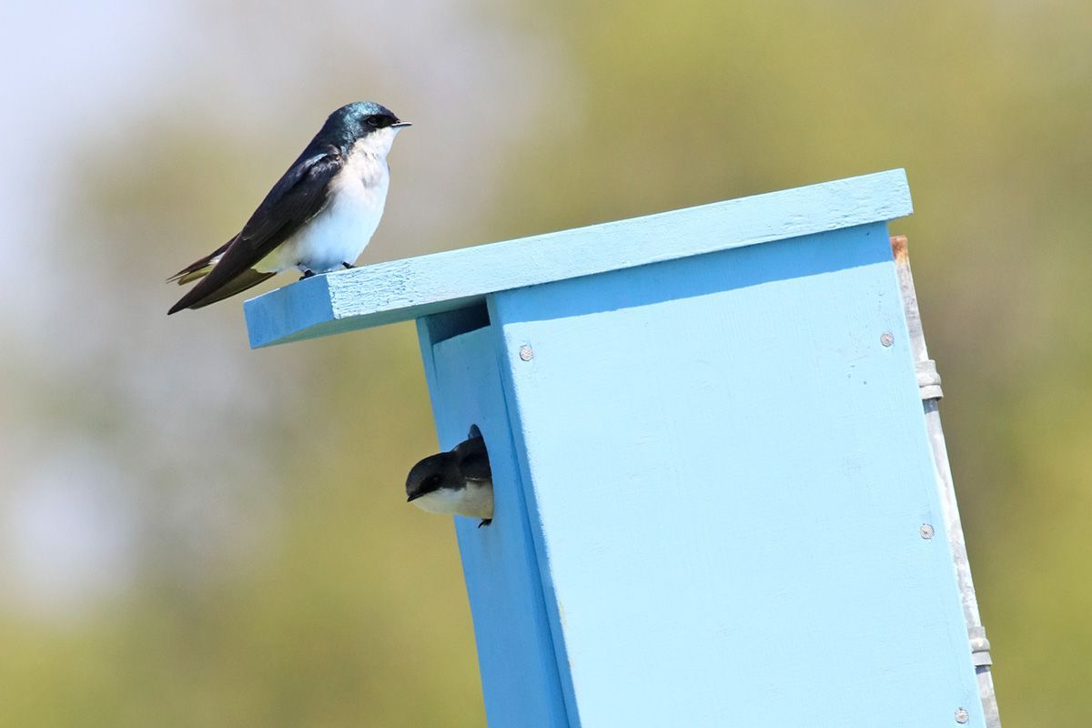 ree Swallow Nest Box D29 I