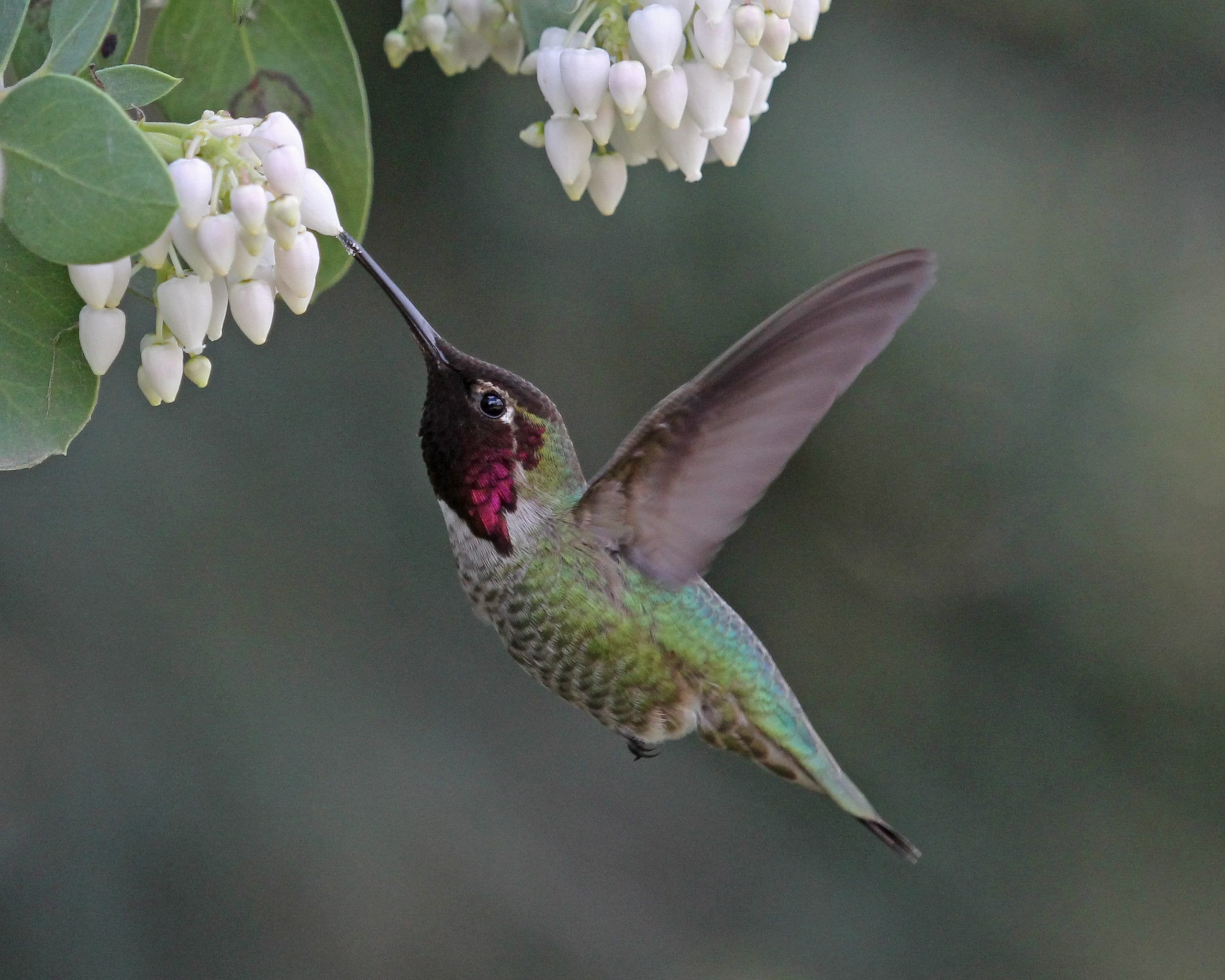 HUMMINGBIRD AND MANZANITA 