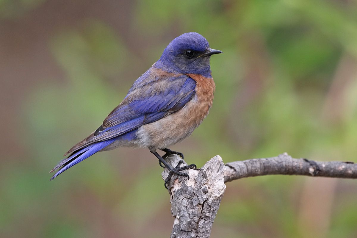 Join a Birding Skills Workshop