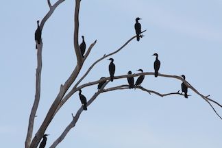roost