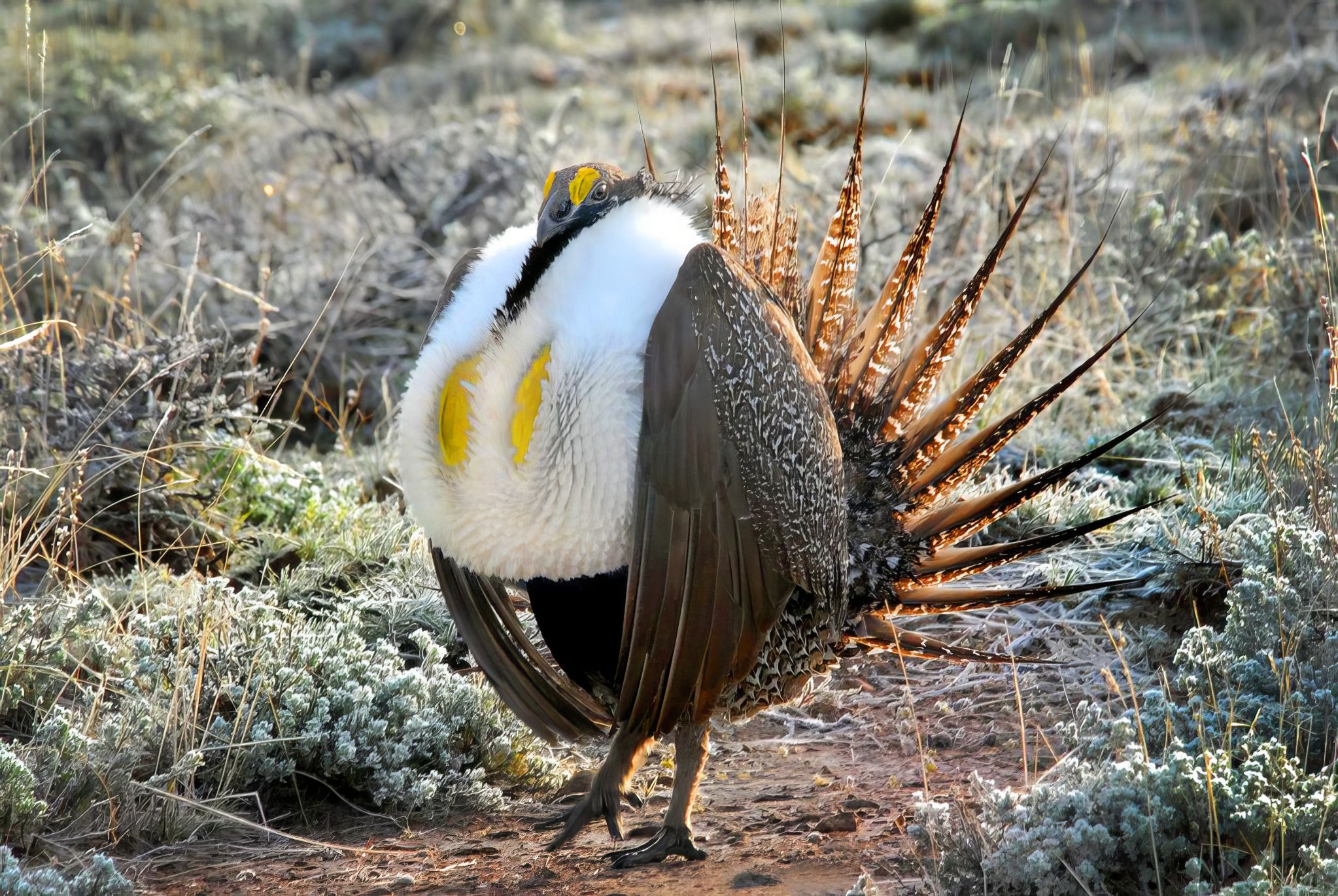 Greater Sage-Grouse