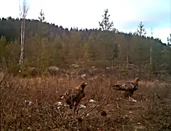 2Eagles