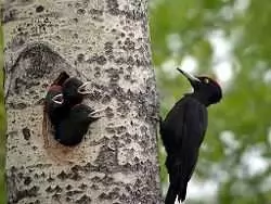 Black Woodpecker