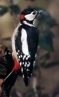 Great Spotted Woodpecker