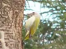Gray-headed Woodpecker