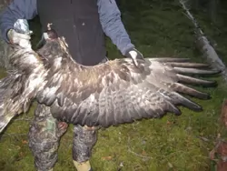 JuvEagle