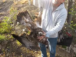 Pete weighing the eagle