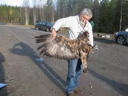 Pete showing the eagle's wing