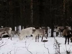A few friends for Santa