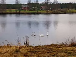 Swans with young
