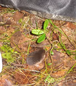 Shrew that joined me in the blind