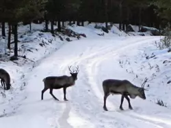 Reindeer04 Reindeer04