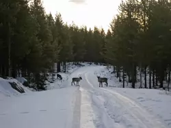 Reindeer