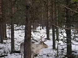 Reindeer
