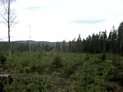 clearing Forested area near blind