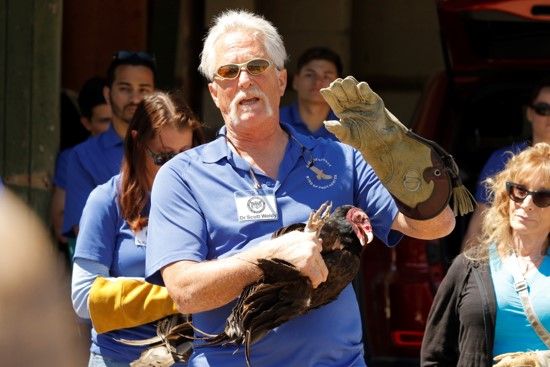 Photo of Dr. Scott Weldy and turkey vulture provided by OCBPC