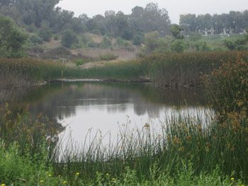 UCN pond