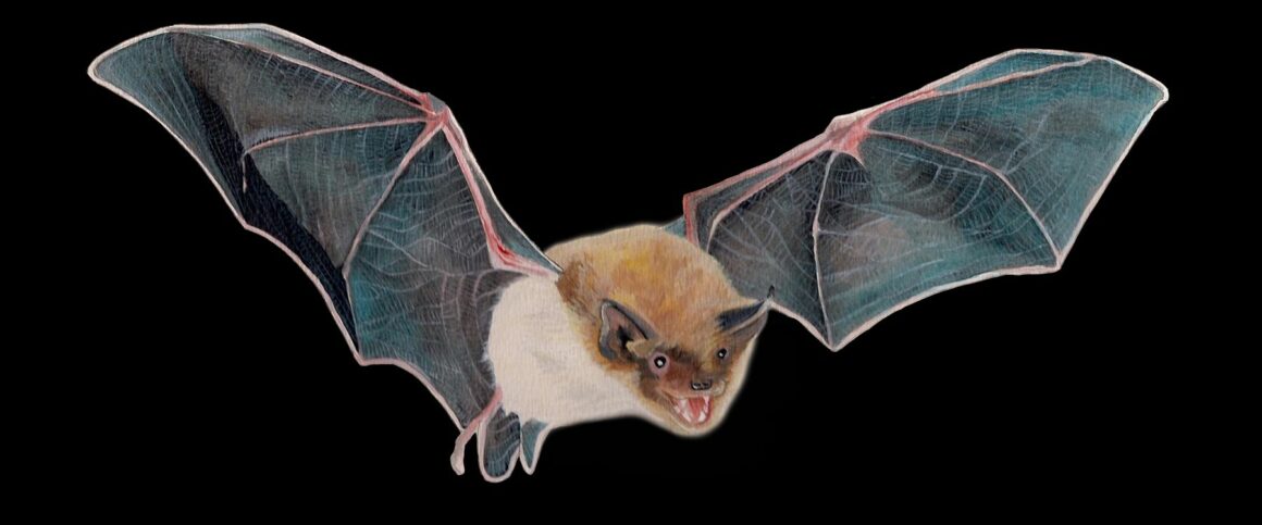 Yuma Myotis bat art by Donna Robb