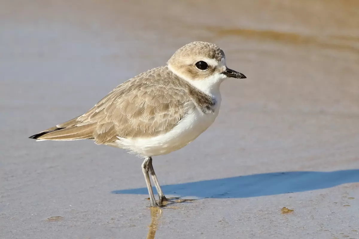 13 SNOWY PLOVER IMG_7691xx 13 SNOWY PLOVER IMG_7691xx